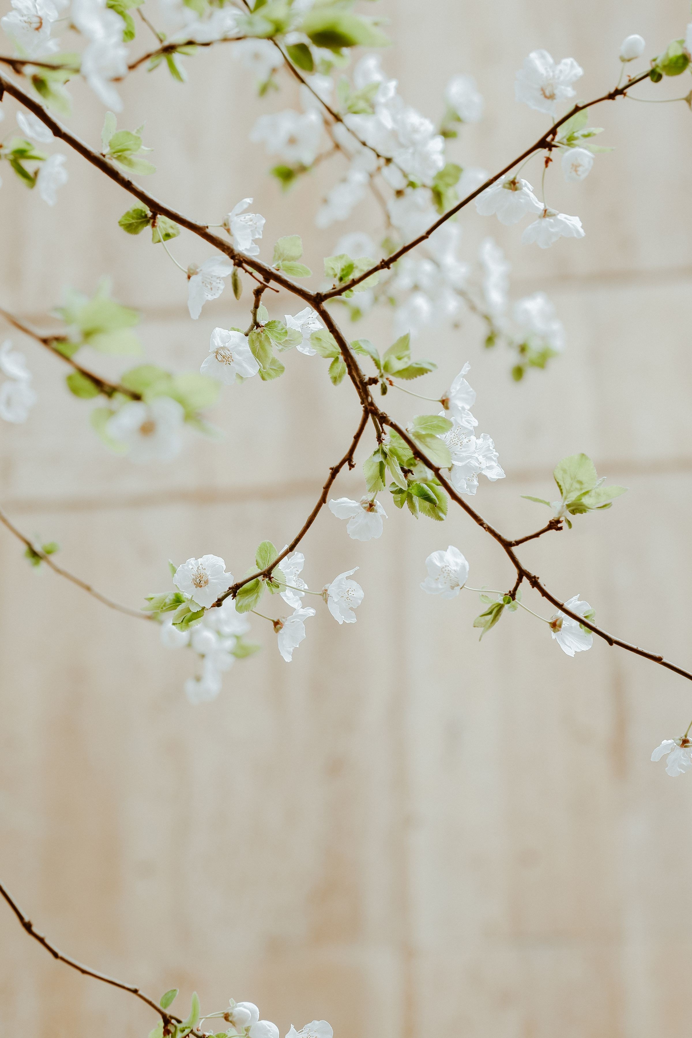 A branch of white blossom in front of a warm cream wall