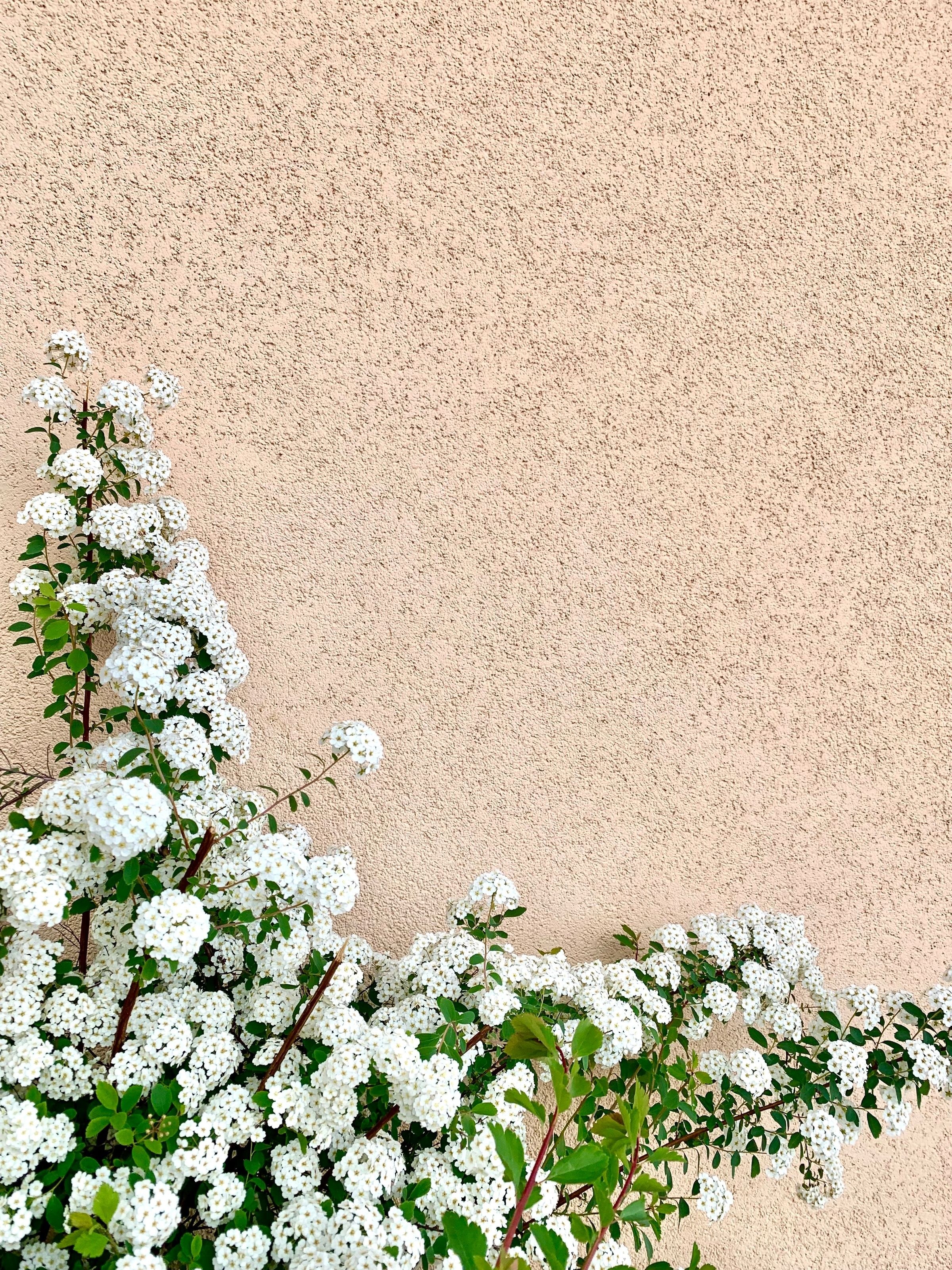White spirea flowers in bloom against a soft beige wall