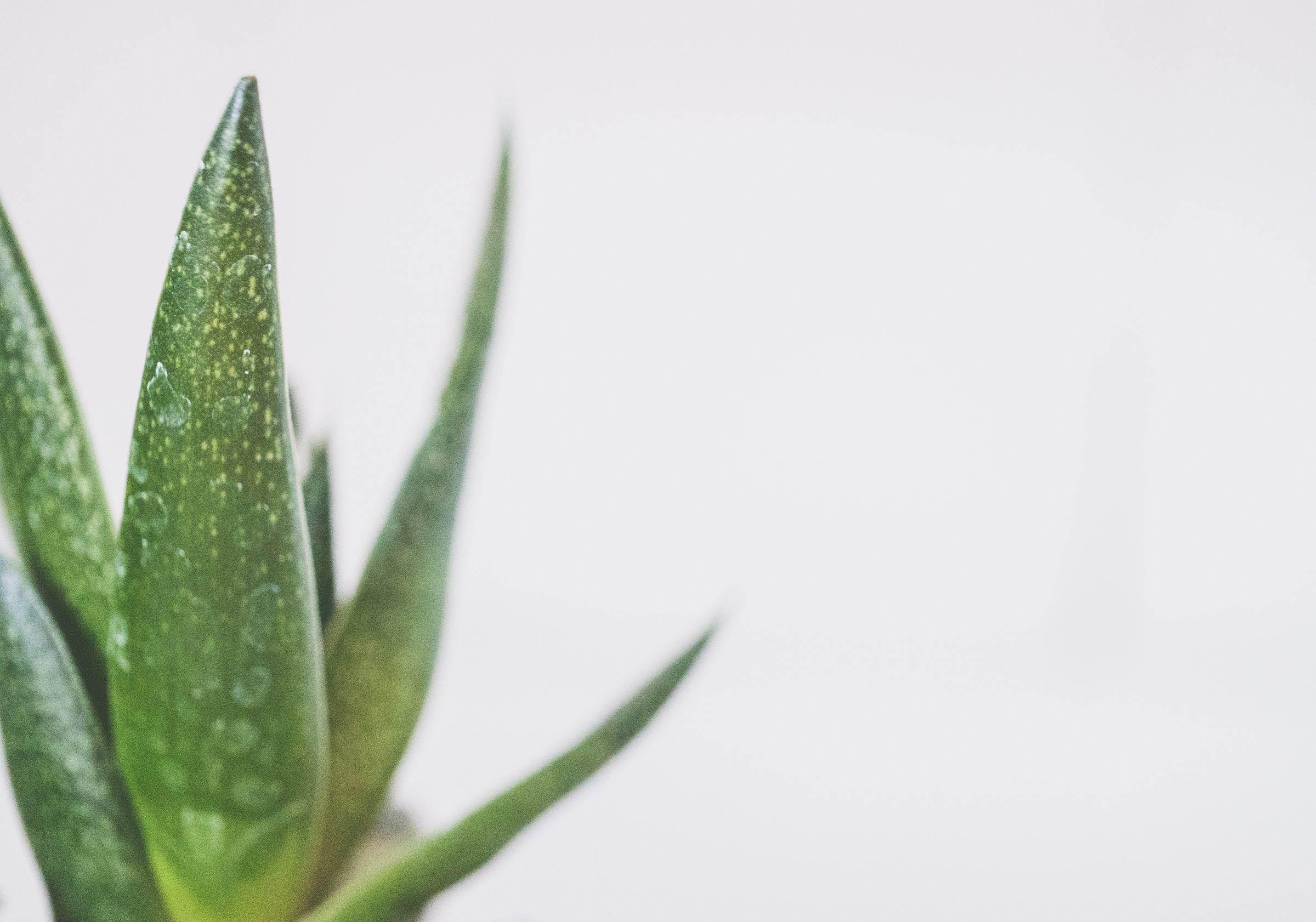 Close-up of aloe vera leaves against a plain white background