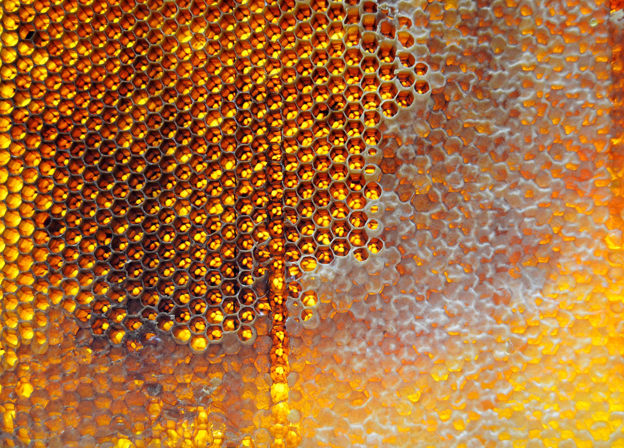 A golden honeycomb filled with honey, seen close up