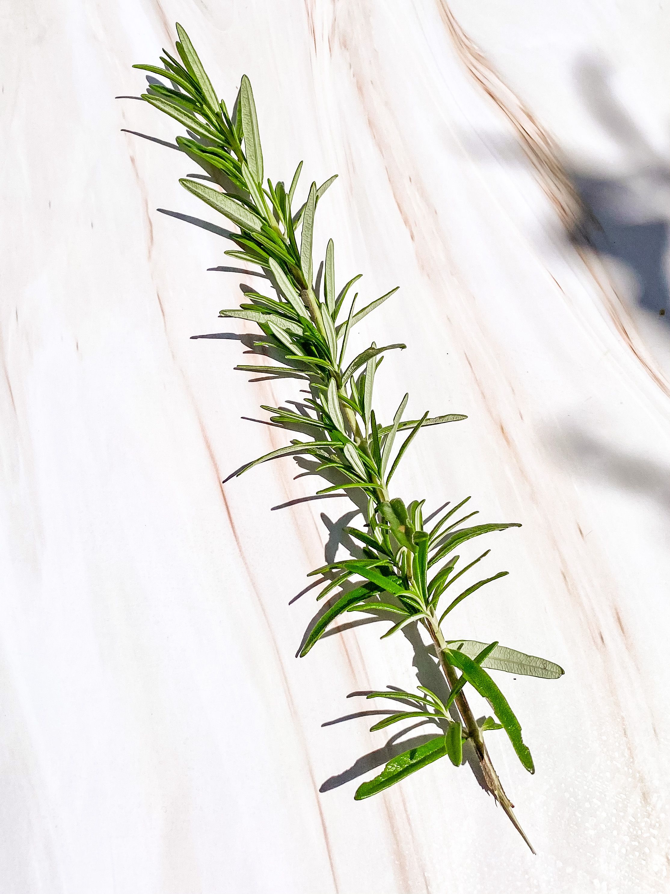 A sprig of fresh rosemary on pale marble in soft light