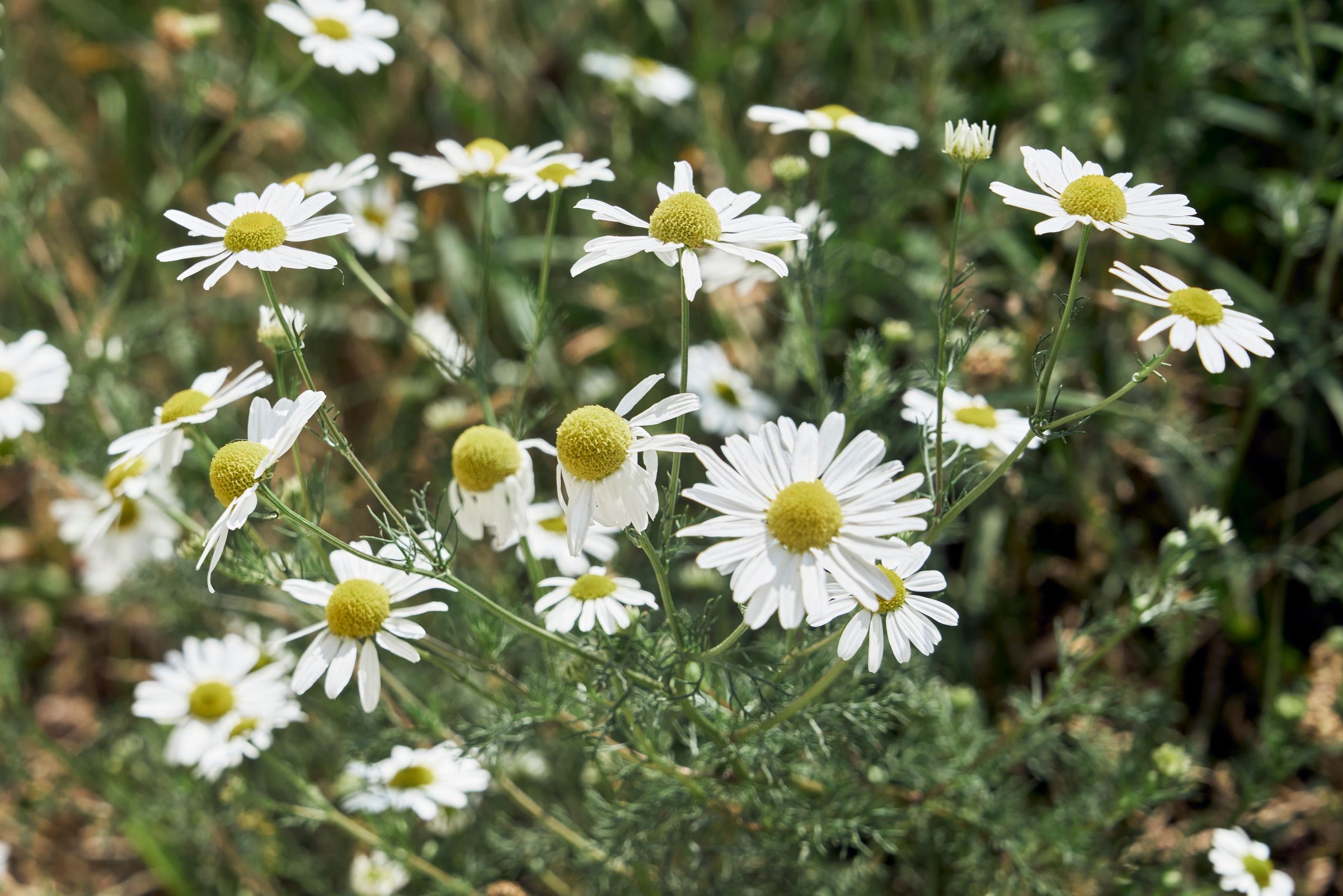 Chamomile flowers in bloom