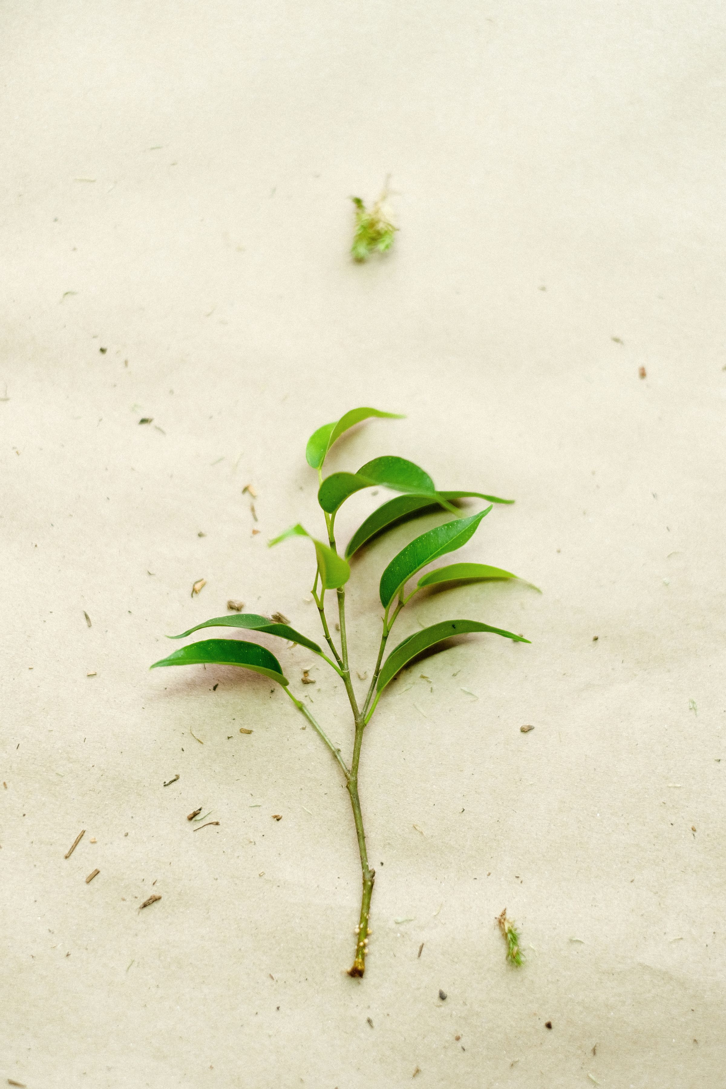 A green leaf branch resting on a pale linen surface