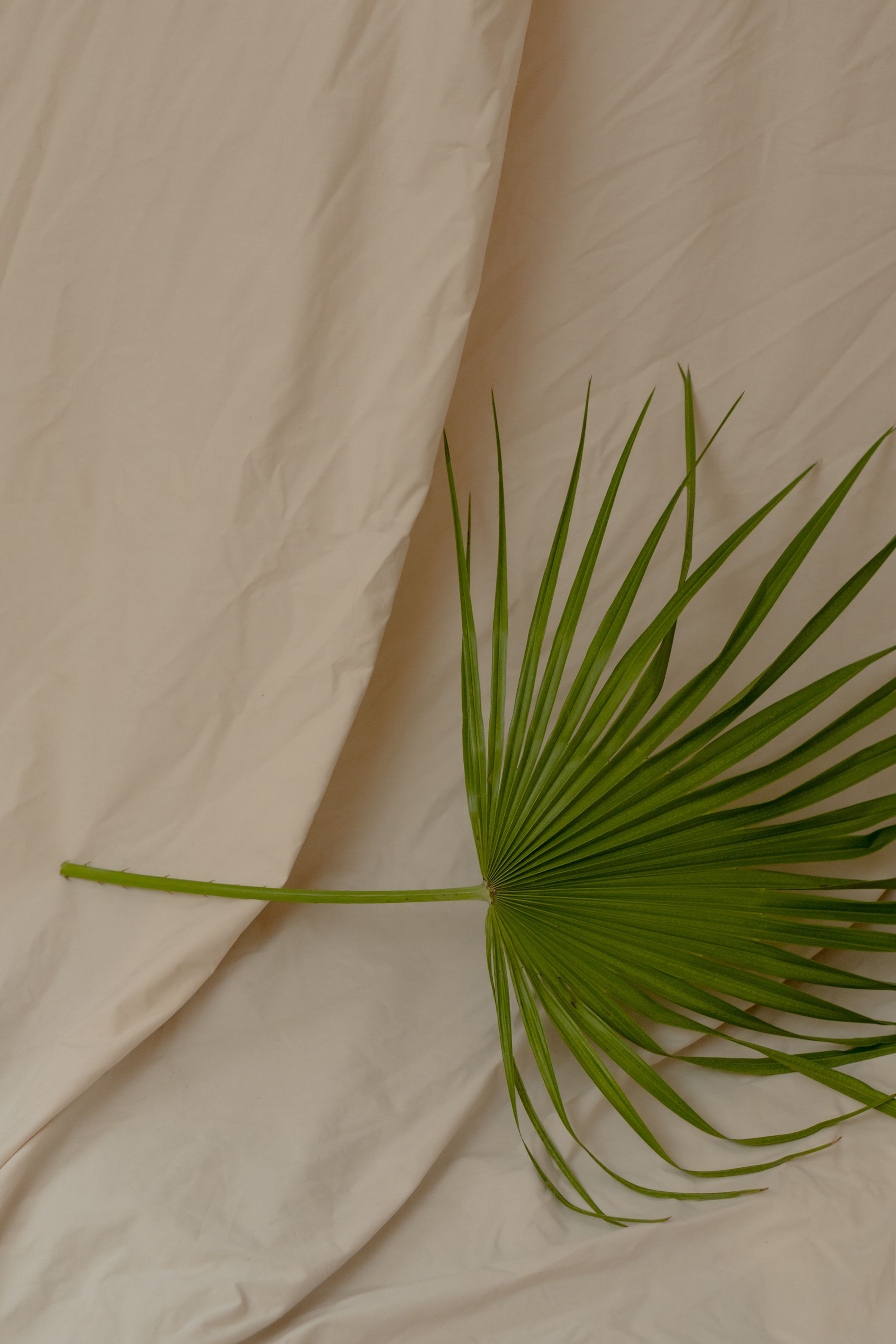A single green palm leaf resting on soft beige fabric