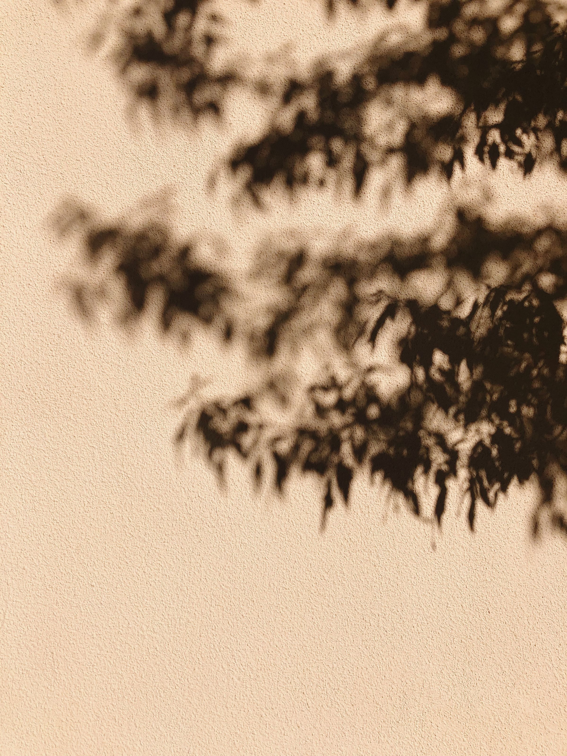 Soft botanical shadows cast across a warm cream wall
