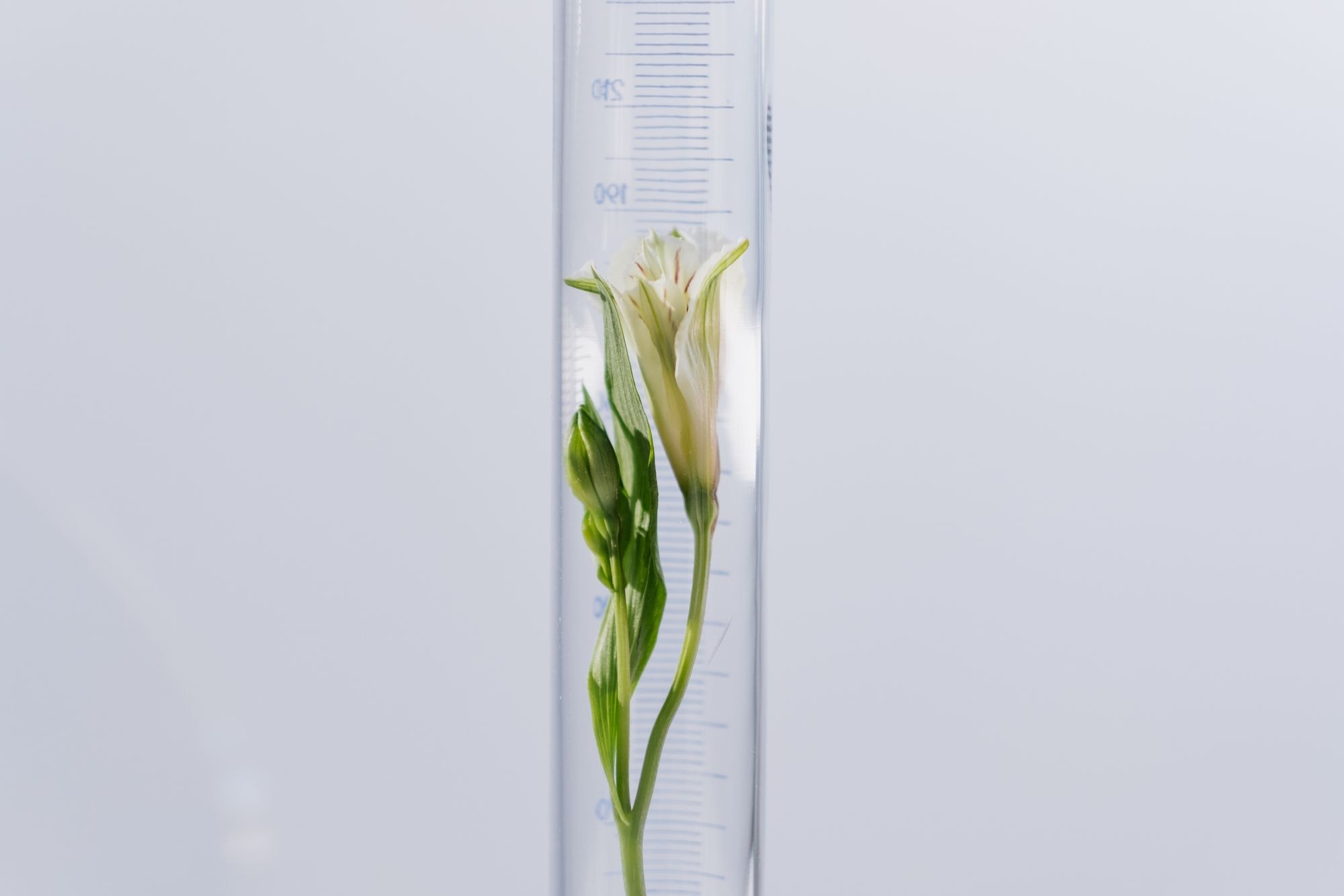 A white bloom standing inside a tall graduated glass cylinder