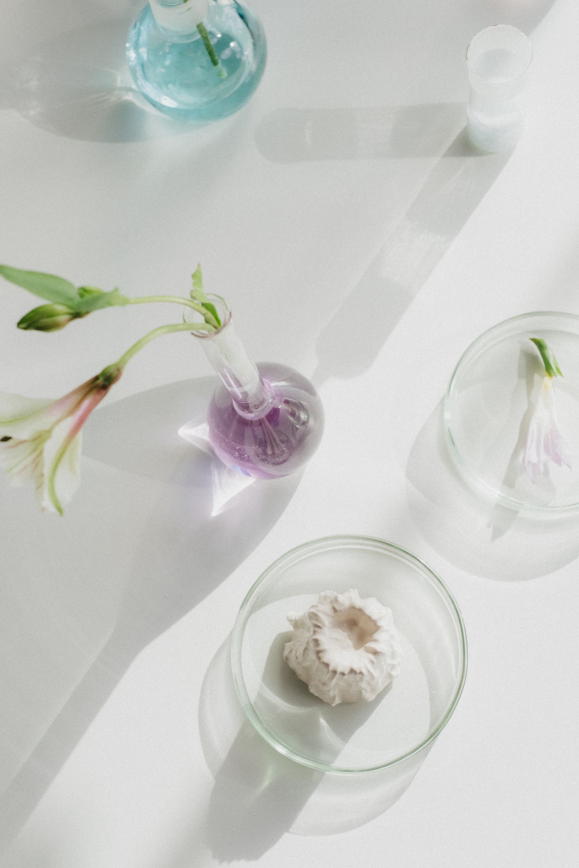 Pale blossoms, a round glass flask and petri dishes arranged on a white surface