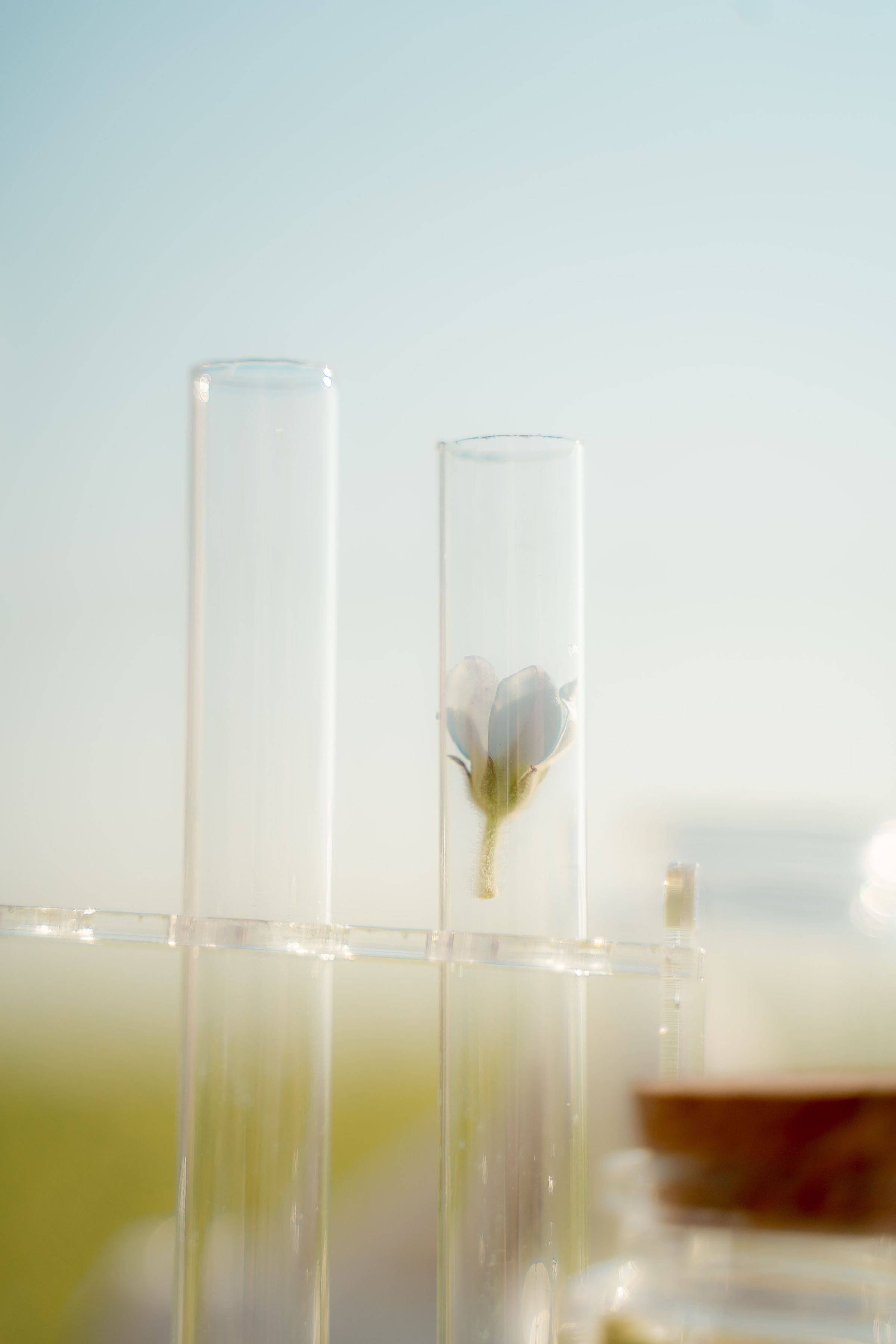 A single flower suspended in a glass test tube
