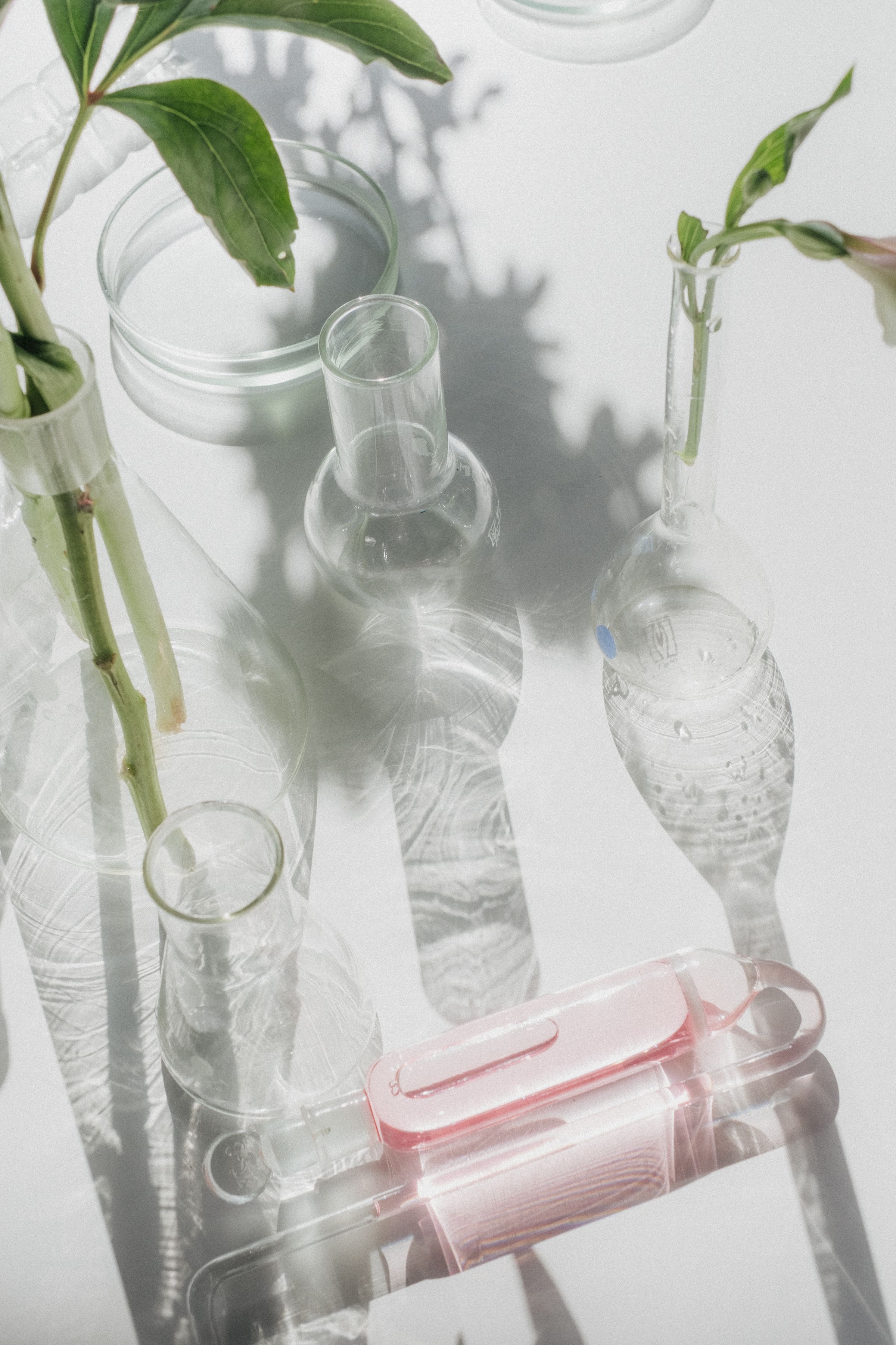 Botanical stems in laboratory glassware in soft daylight